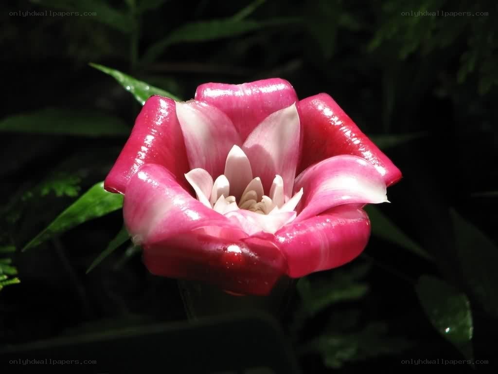 pink flower with white center
