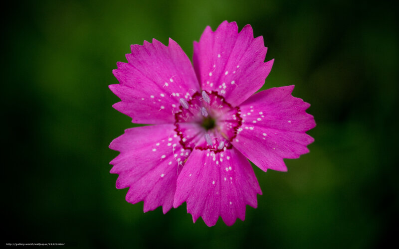 Pink flower with white spots