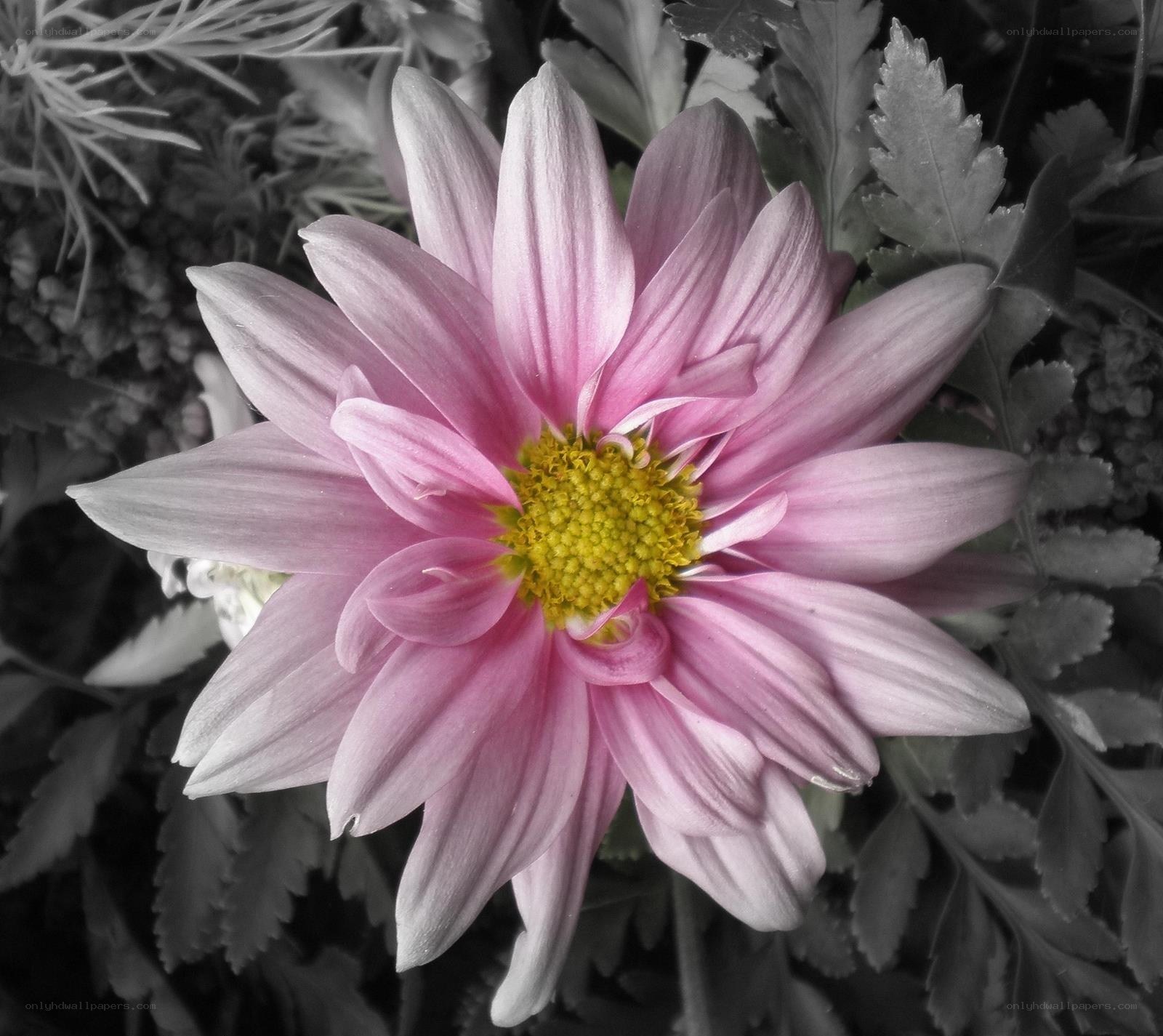 pink flower with yellow center