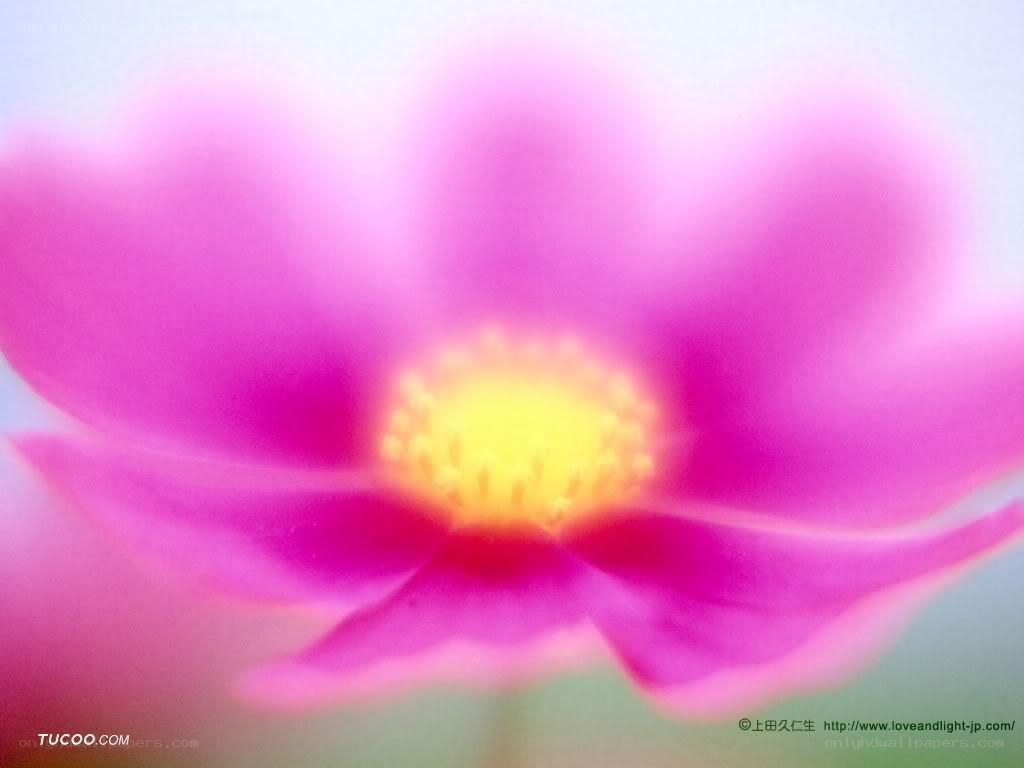 Pink flower with yellow center