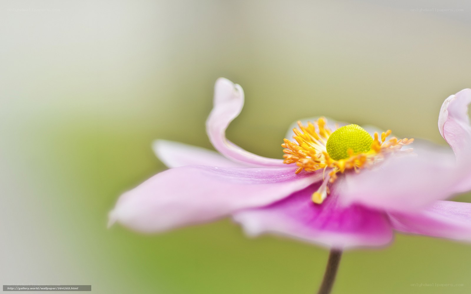 Pink flower with yellow center
