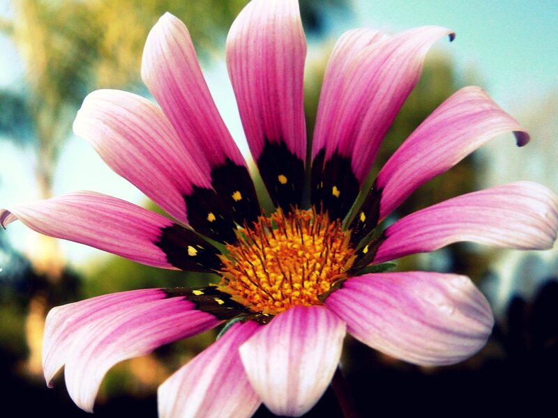 Pink flower with yellow center