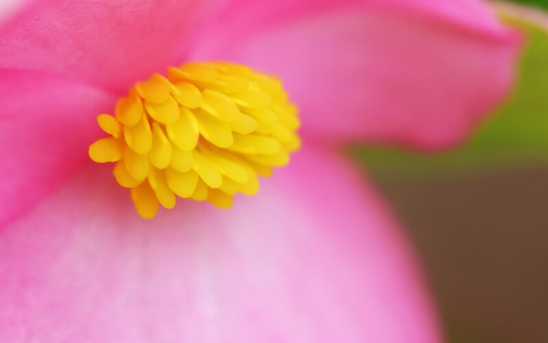 pink flower with yellow center