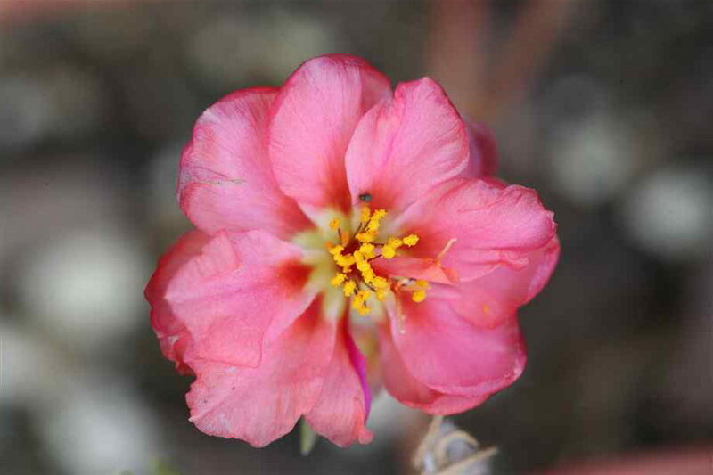 Pink Flower with Yellow Center — Calm, Photograph, Petals