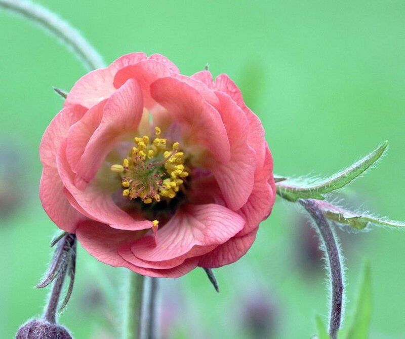 Pink Flower with Yellow Center — Calm, Spring
