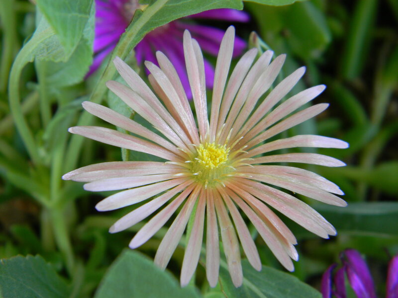 Pink Flower with Yellow Center — Calm