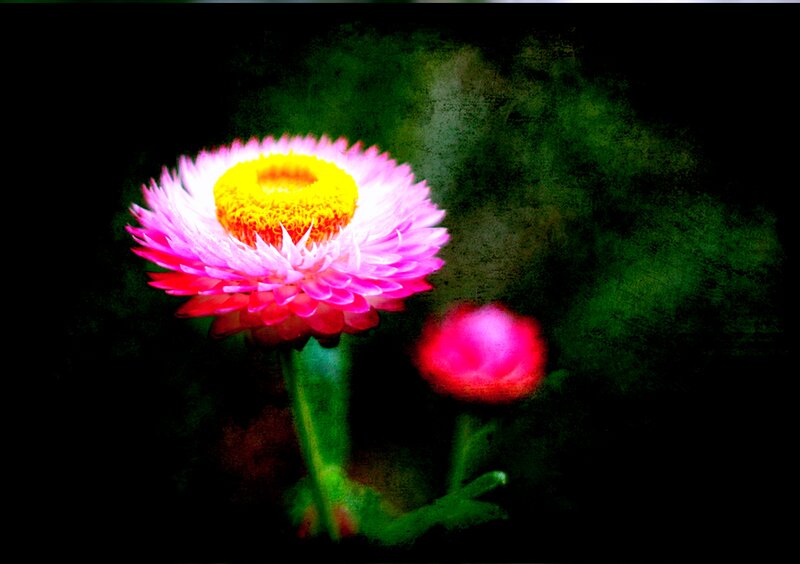 Pink Flower with Yellow Center — Dramatic