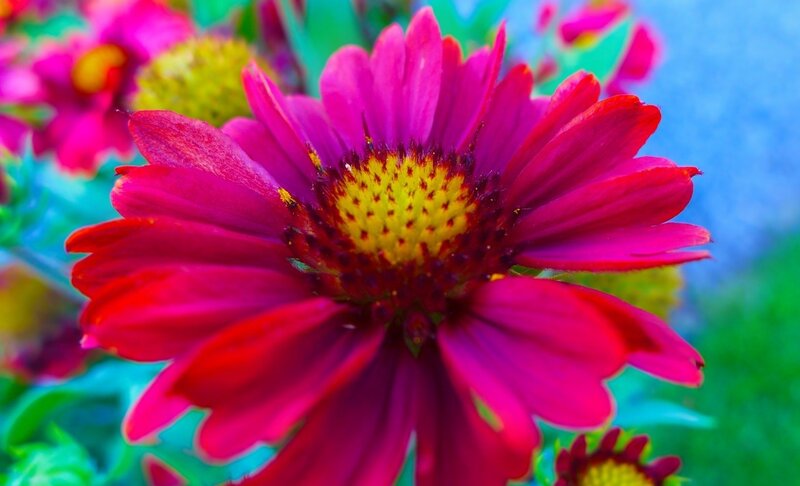 Pink Flower with Yellow Center — Magenta