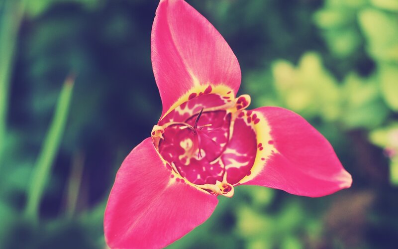 Pink Flower with Yellow Center — Natural, Photograph, Petals