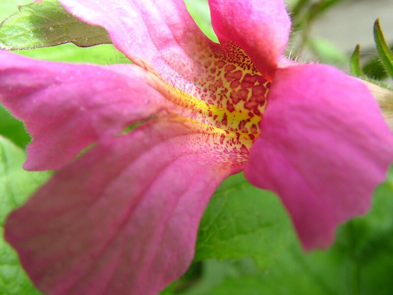 Pink Flower with Yellow Center — Natural