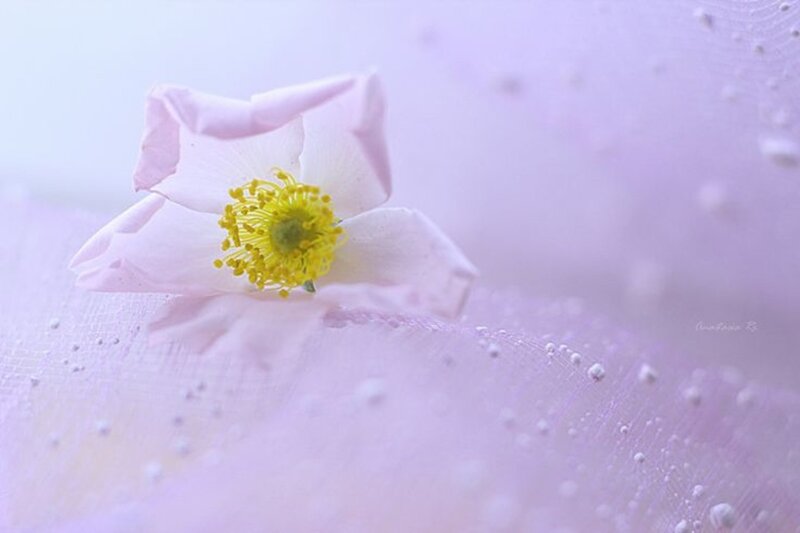 Pink Flower with Yellow Center — Purple
