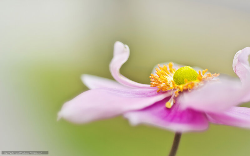 Pink Flower with Yellow Center — Serene, Spring
