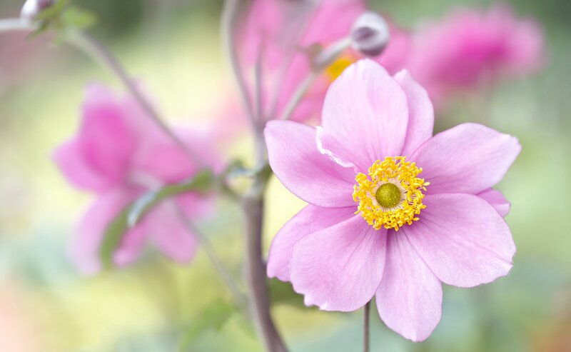 Pink Flower with Yellow Center — Serene
