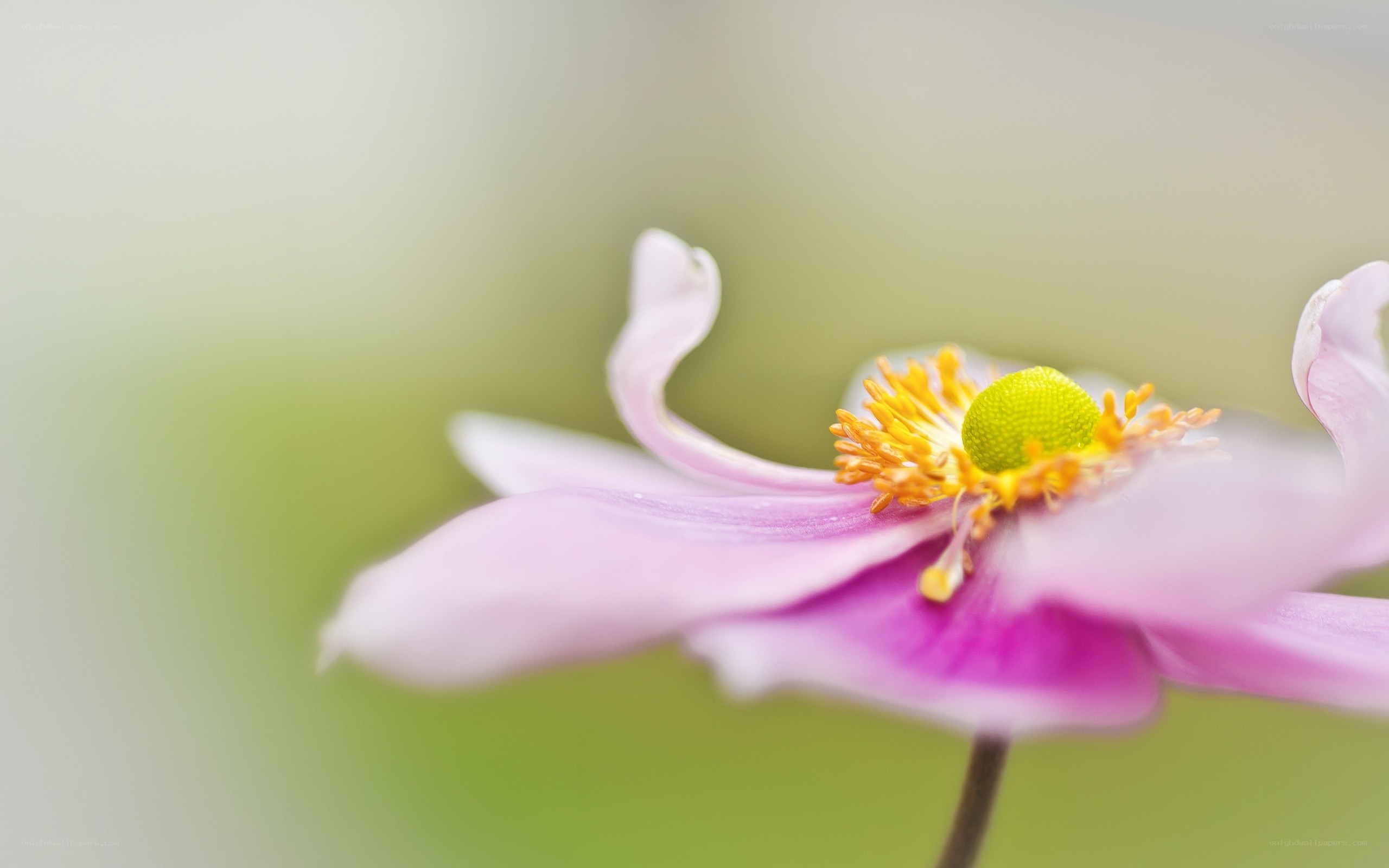 Pink flower with yellow center