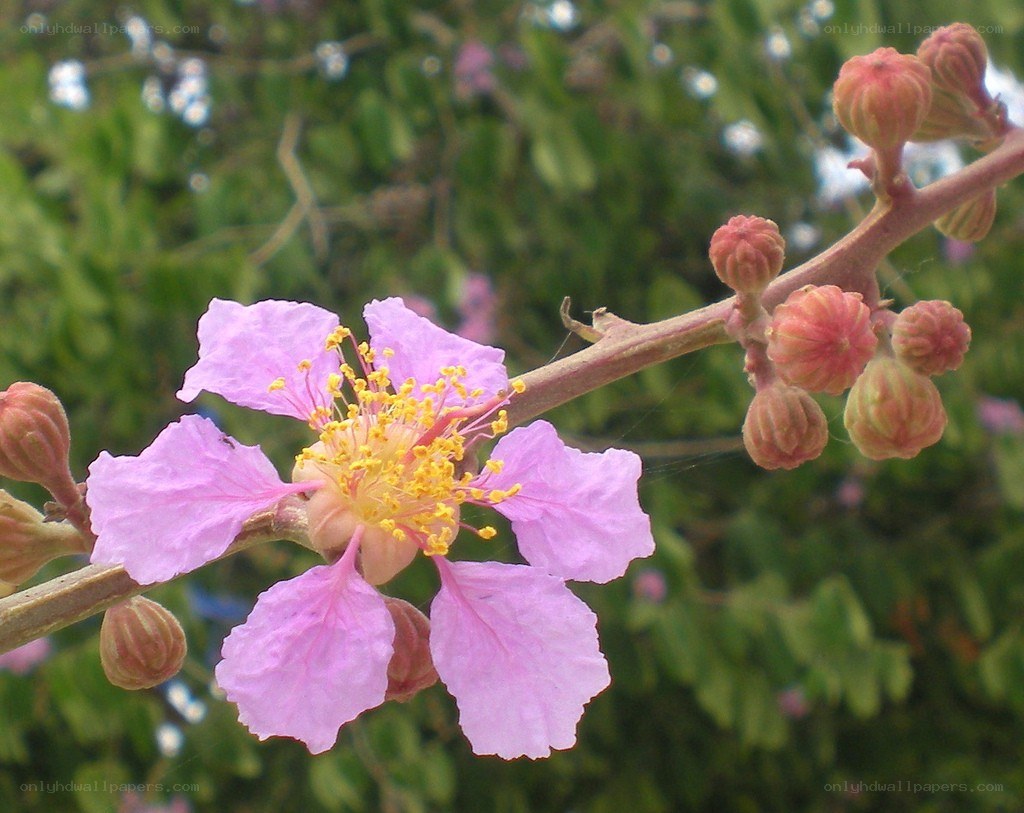 pink flower with yellow stamen