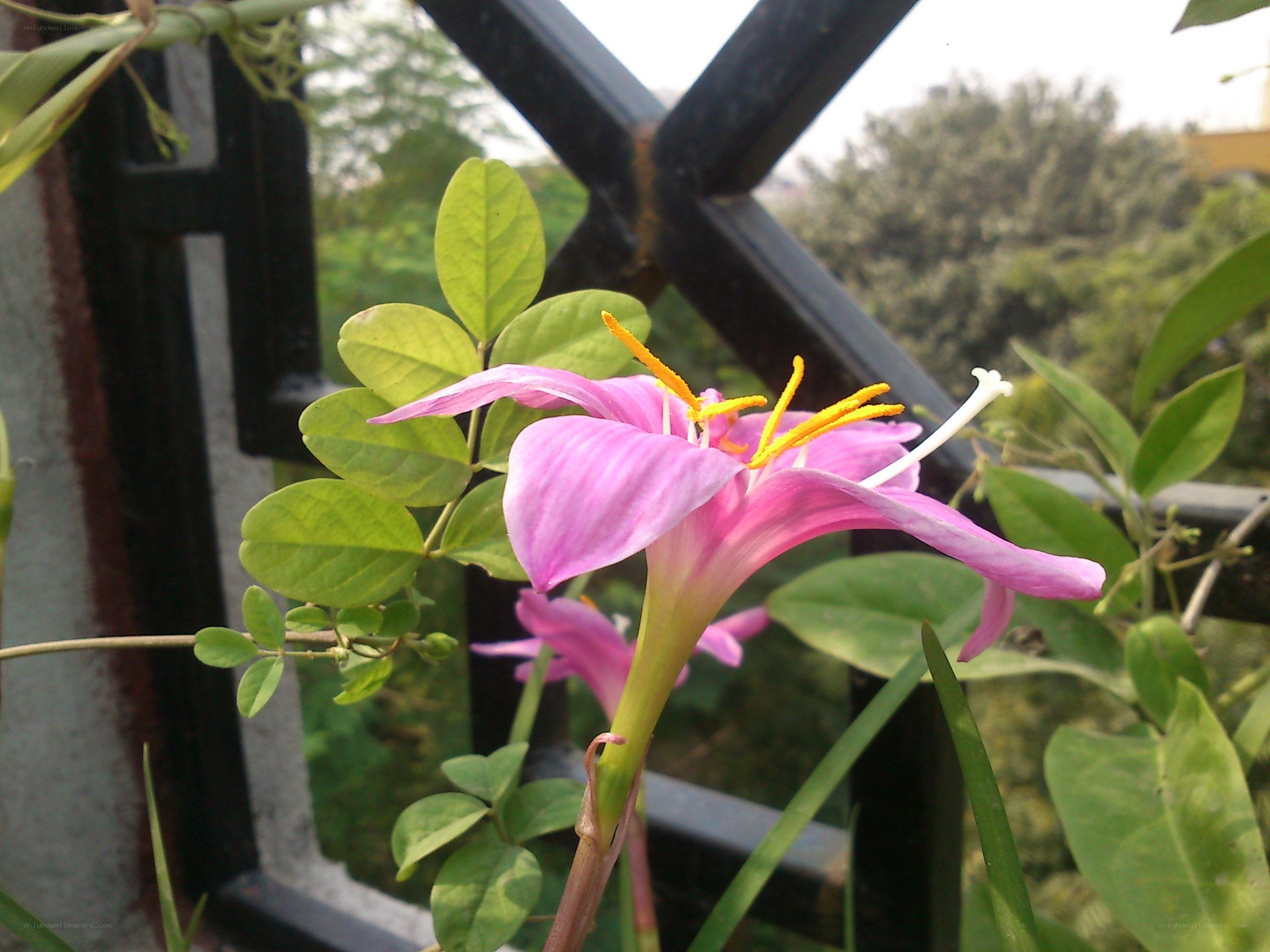 Pink flower with yellow stamen