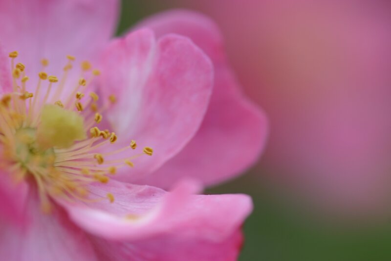 Pink flower with yellow stamen