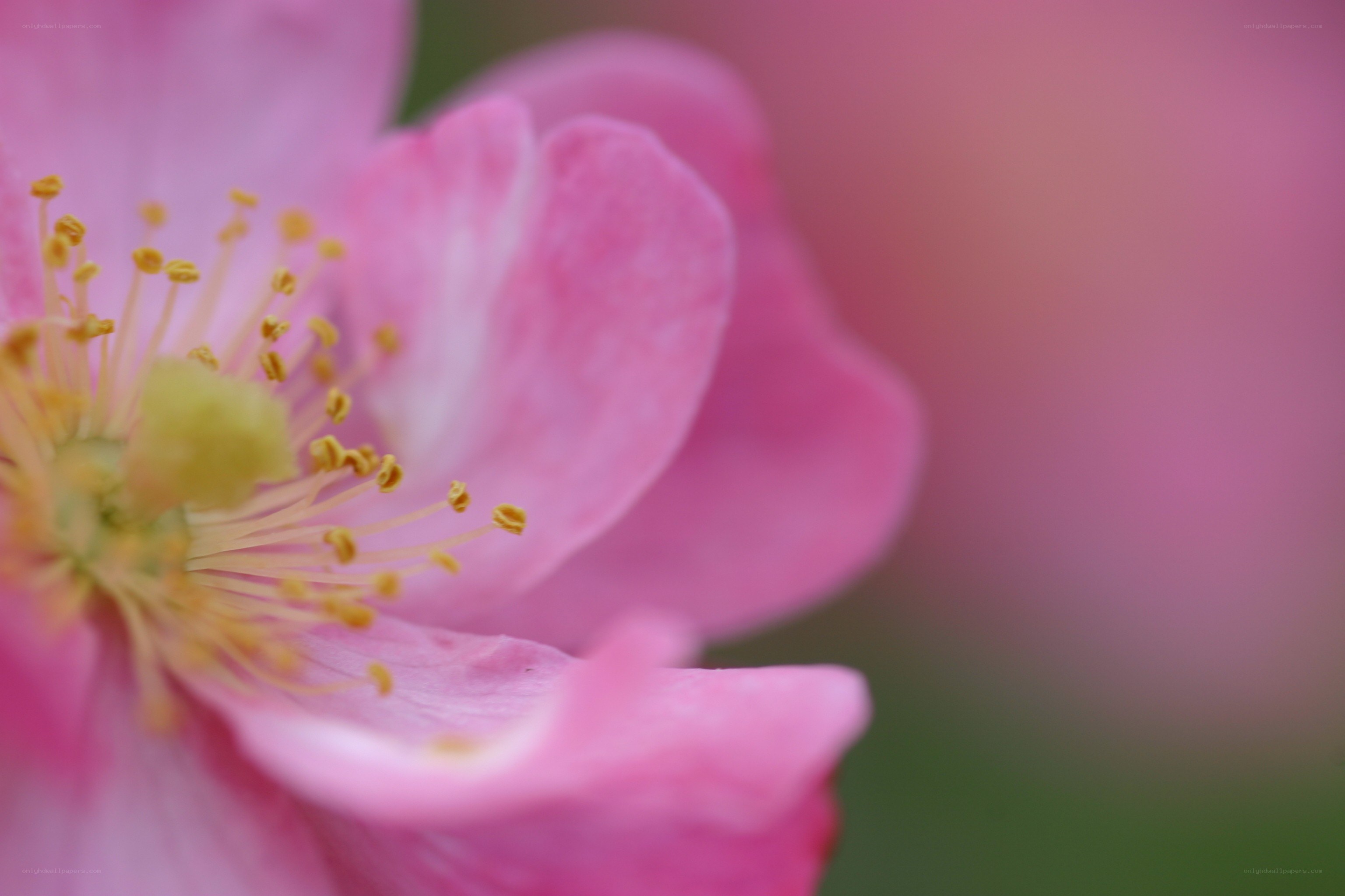 Pink flower with yellow stamen