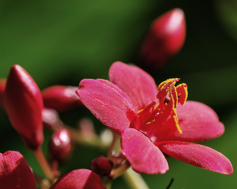 Pink Flower with Yellow Stamen — Natural