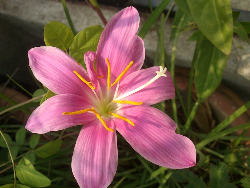 Pink Flower with Yellow Stamen — Serene