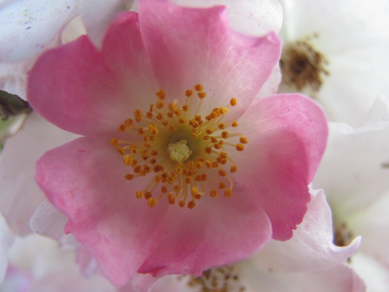 pink flower with yellow stamen