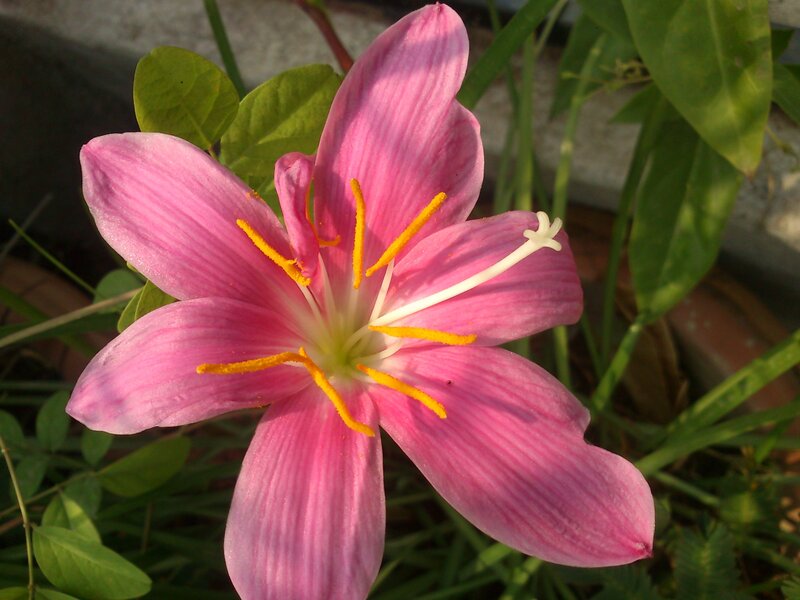 pink flower with yellow stamens