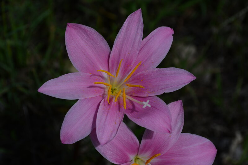 Pink Flower with Yellow Stamens — Serene, Afternoon, Photograph