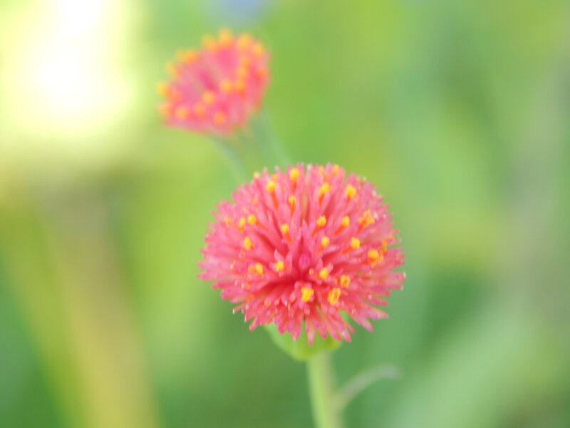 Pink Flower with Yellow Stamens — Serene, Afternoon