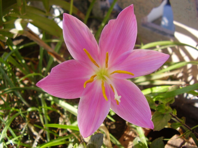 Pink Flower with Yellow Stamens — Serene