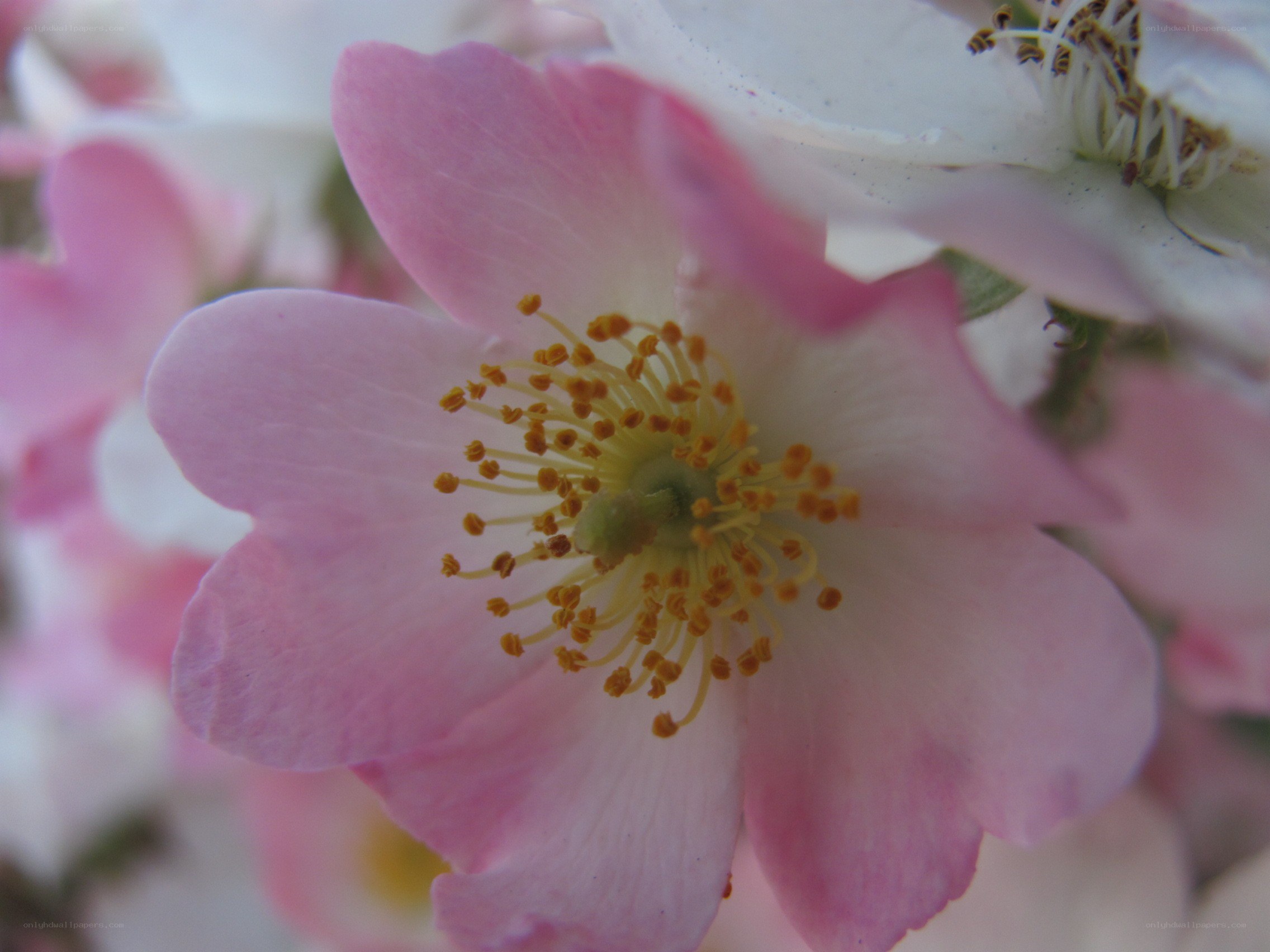 Pink flower with yellow stamens