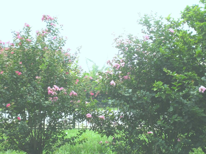 Pink-flowered bushes in a garden