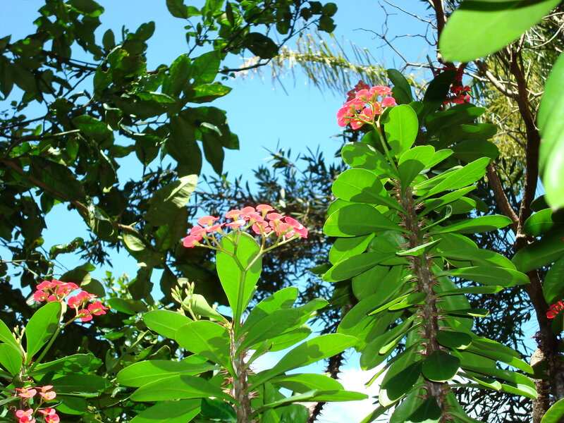 Pink-flowered Cactus Plant