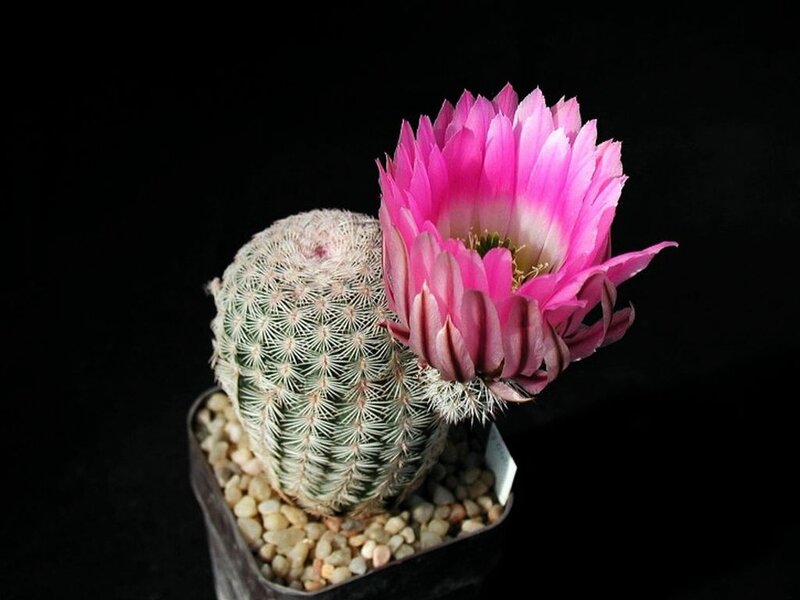Pink-flowered Cactus