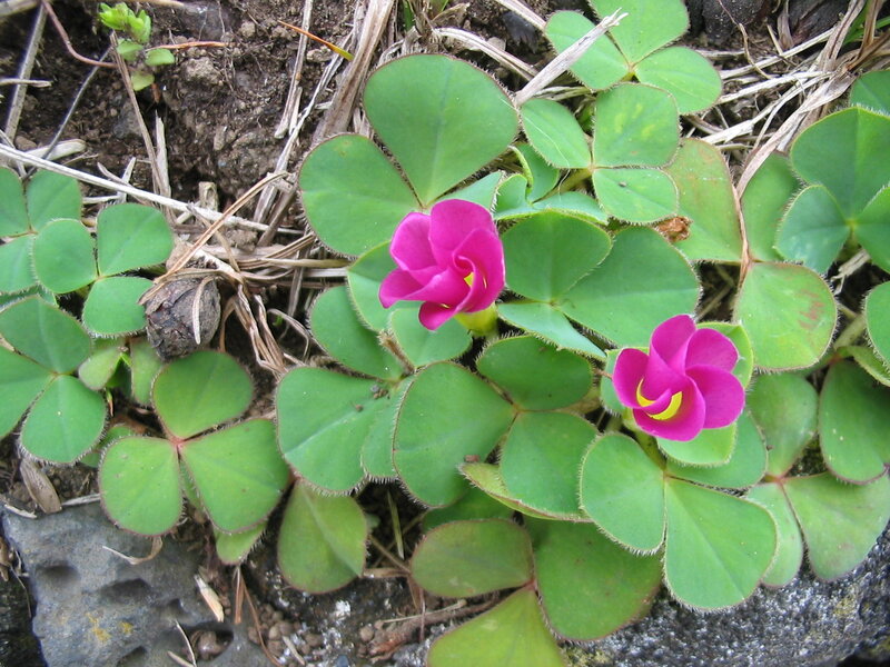 Pink-flowered Oxalis