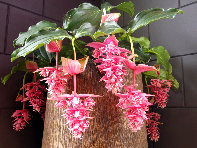 Pink Flowered Plant — Calm