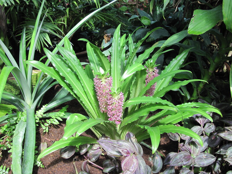 Pink-flowered Plant — Green