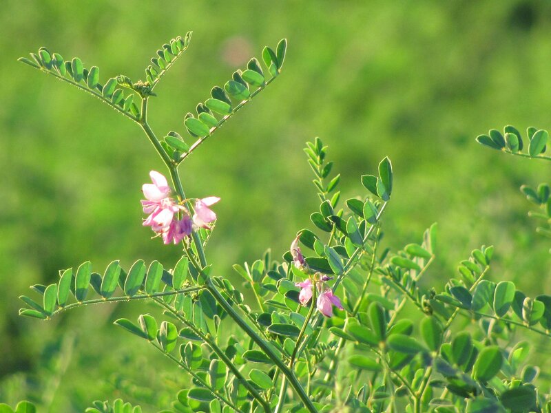 Pink Flowered Plant