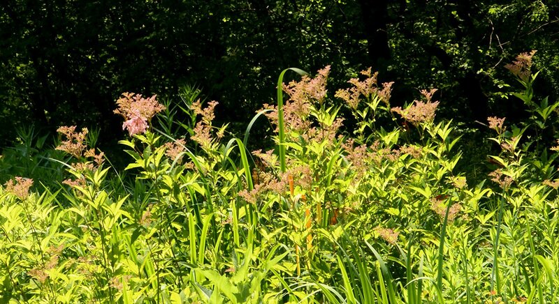Pink-flowered Plants in Forest