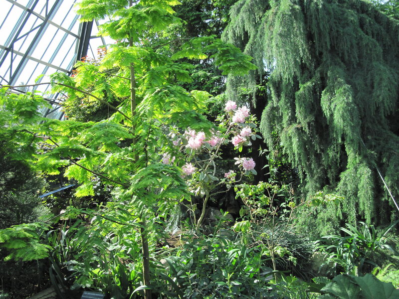 Pink-flowered Shrub