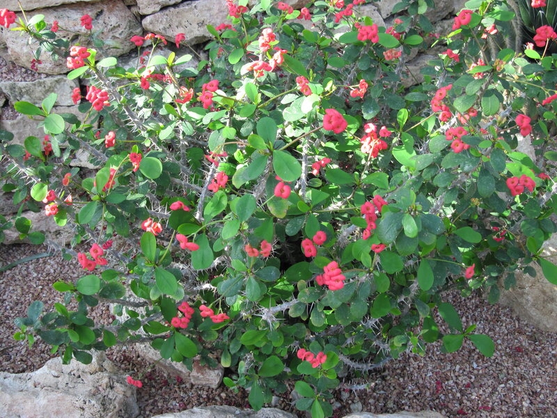 Pink-flowered Succulent Bush