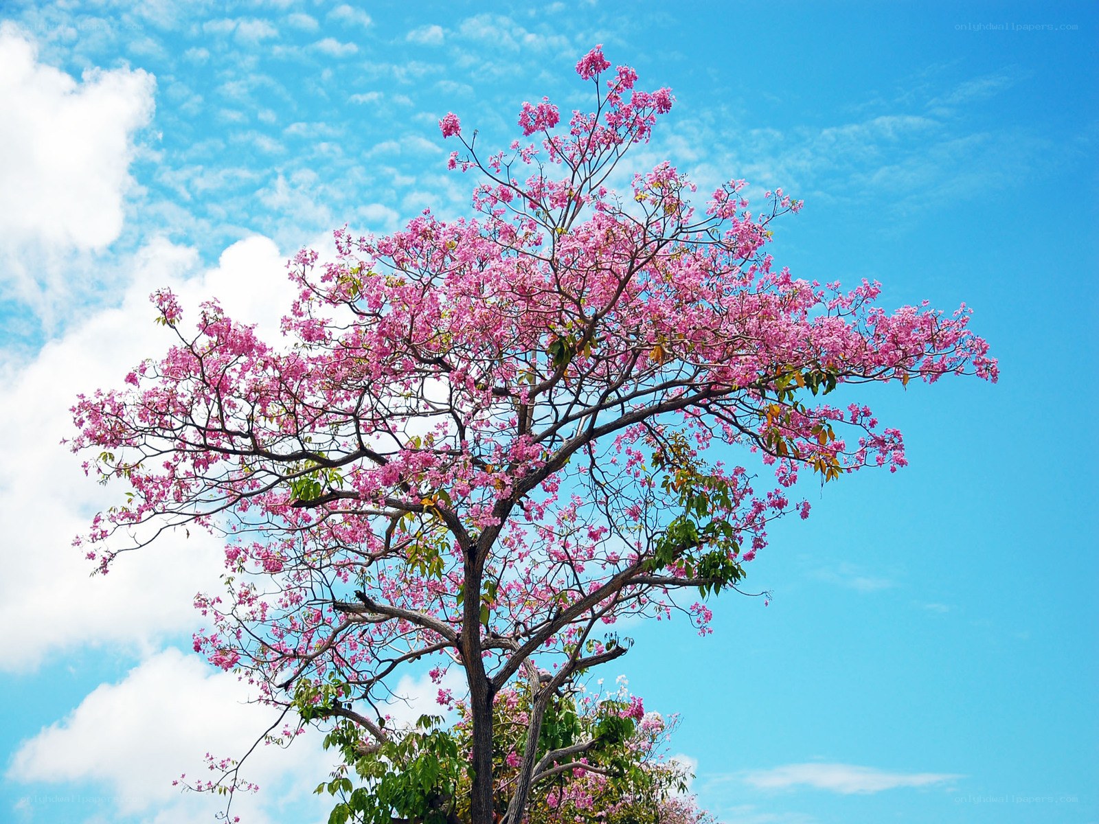 Pink-flowered tree against blue sky