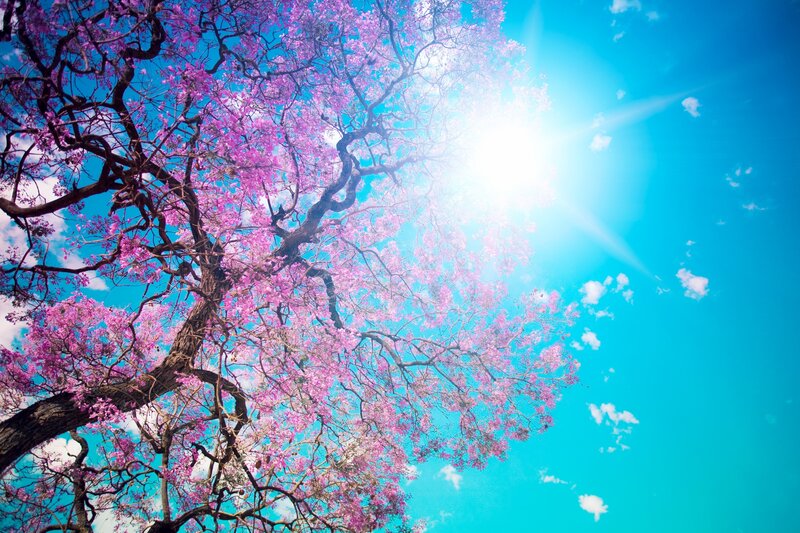 Pink-flowered Tree — Blue, Bright