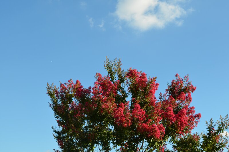 Pink-flowered Tree — Blue, Serene, Afternoon, Photograph, Sky