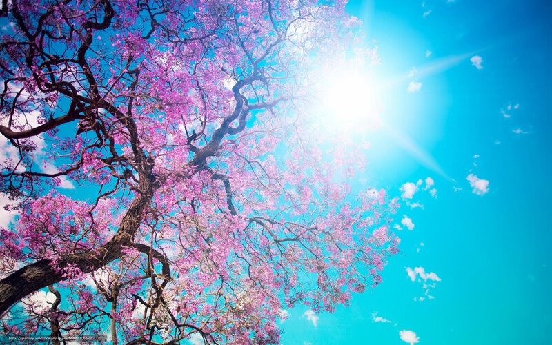 Pink-flowered Tree — Blue, Serene, Afternoon, Photograph, Sun, Sky, Clouds
