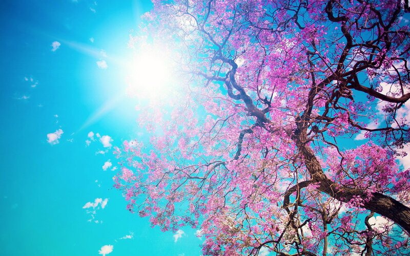Pink-flowered Tree — Blue, Serene, Afternoon, Photograph, Sun