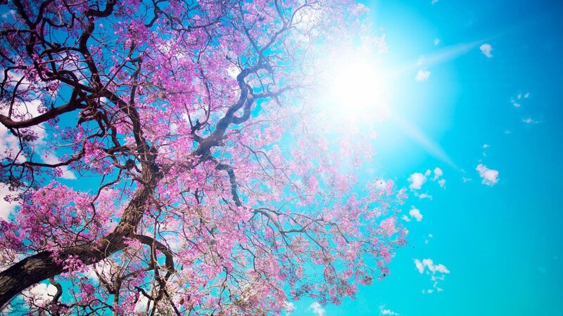 Pink-flowered Tree — Blue, Serene, Afternoon, Photograph