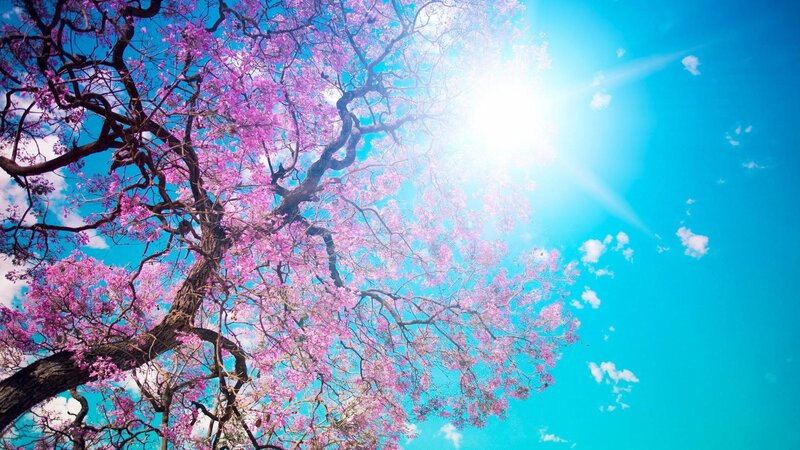 Pink-flowered Tree — Blue, Serene, Afternoon