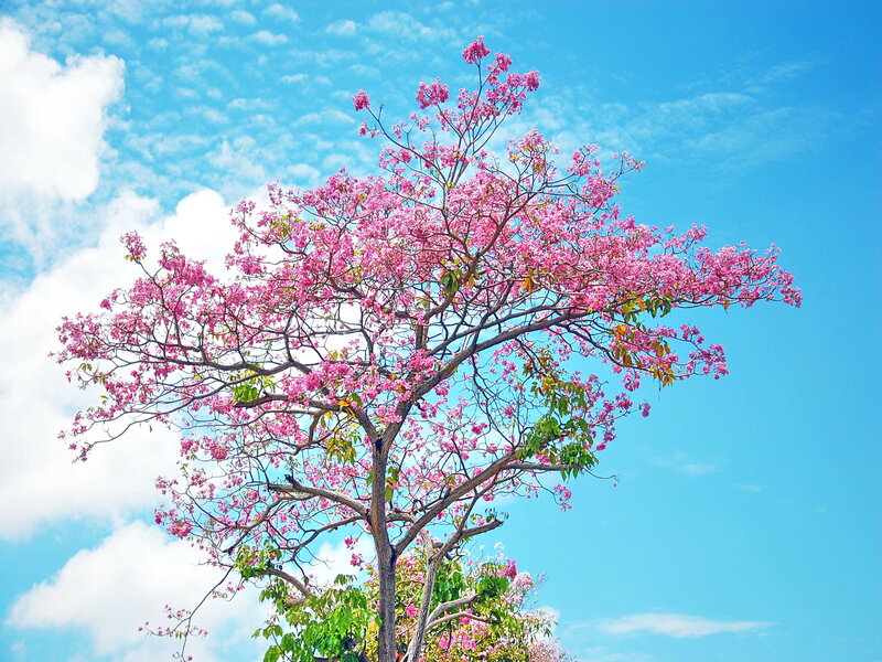 Pink-flowered Tree — Blue, Serene, Spring, Photograph, Sky