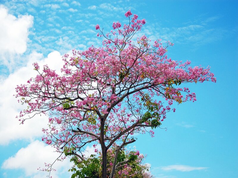Pink-flowered Tree — Blue, Serene, Spring, Photograph
