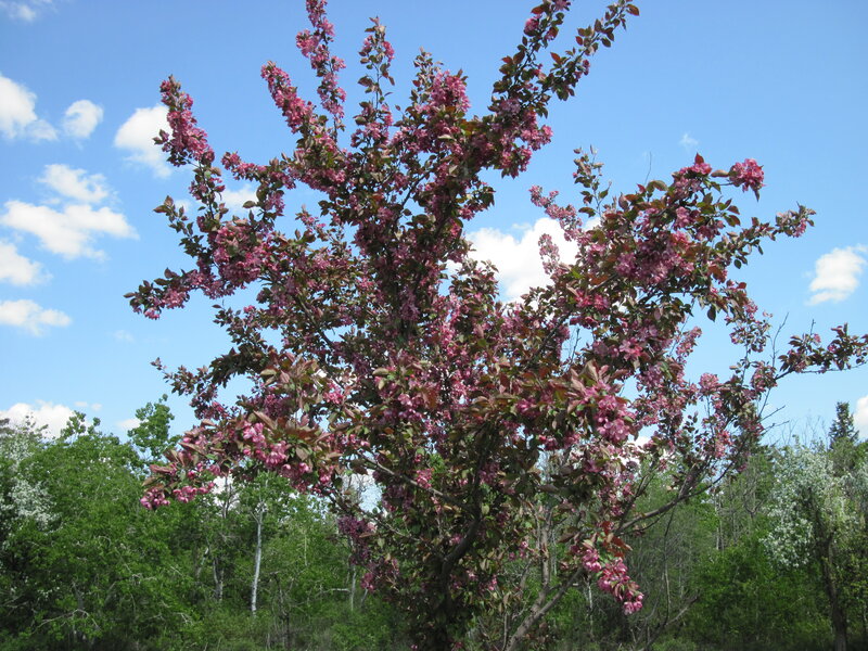 Pink-flowered Tree — Blue, Serene, Spring